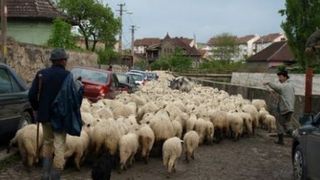 Ciuma oilor din Bulgaria, doar o inventie pentru a masca fraude din fonduri europene? Cum se apara bulgarii