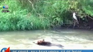 Imagini greu de privit! De teama, au lasat ursul sa se inece. Animalul a agonizat ore buna in raul Olt