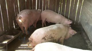 De disperati sa nu-si piarda porcii din cauza virusului pestei porcine, oamenii ii taie si ii transforma in jumari