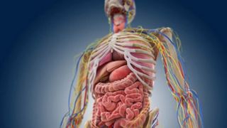 E oficial! A fost descoperit un organ nou in corpul uman