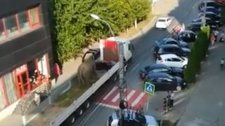 Administratorii circului din Sighetu Marmatiei, care au plimbat un elefant prin oras ca sa-si faca publicitate, sunt  cercetati penal