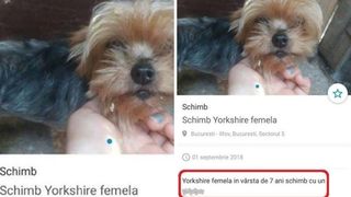 Anunt socant pe un site de vanzari! Un proprietar renunta la cainele sau in varsta de 7 ani pentru un lucru banal