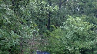 Un vanator a fost impuscat mortal de catre un prieten cu care se afla in Padurea Saru, la o partida de vanatoare neautorizata