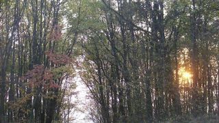 O eleva de 15 ani din Botosani a fost violata de profesorul ei, care a ademenit-o intr-o padure