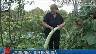 "Minunea" din gradina unei maramuresence. S-a facut coada la poarta femeii