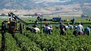 Un nou caz de sclavie in Italia! Mai multi muncitori romani erau obligati sa munceasca 11 ore pe zi pentru un salariu de nimic