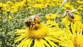 Patru copii de la o gradinita din Barlad au ajuns la spital intepati de albine