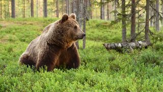 Patru gospodarii din Azuga au fost atacate de urs. Animalul a distrus totul in cale