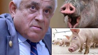 Petre Daea ii invinovateste pe gospodari pentru raspandirea pestei porcine