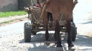O tanara de 25 de ani a murit dupa ce masina in care se afla a lovit un cal lasat liber pe sosea