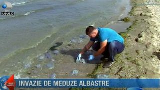 Invazie de meduze albastre pe litoralul romanesc! Ce spun biologii despre acest fenomen