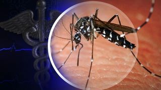 Se inmultesc decesele cauzate de virusul West Nile! Cele mai multe au fost inregistrate in Bucuresti