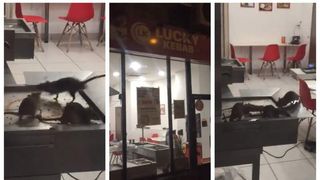 Sobalani in shaormerie! Imagini incredibile filmate de catre un trecator intr-un fast-food inchis!