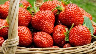 In miez de toamna avem capsune delicioase, suta la suta romanesti. O familie din Dolj face afaceri de milioane cu acest produs