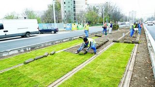 Saptamana trecuta puneau gazon intre sinele de tramvai, acum il scot! "S-a gresit proiectul!"