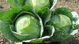 Productia de varza din acest an e la pamant! Fermierii abia strang recolta