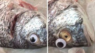 Au pus ochi de plastic peştilor stricaţi pentru a-i "împrospăta" - Clienţii magazinului s-au arătat dezgustaţi de acest lucru!