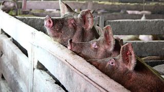 Speranţa a renăscut &icirc;n zonele lovite de pesta porcină africană. Primii porci santinelă au fost lăsaţi &icirc;n mai multe gospodării