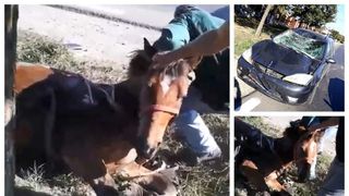Cal biciut fără milă de stăp&acirc;n, spulberat pe şosea după ce a &icirc;ncercat să scape din gospodărie
