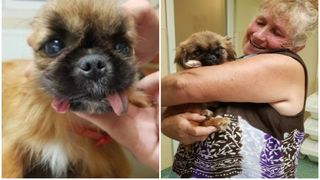 Povestea lui Limbuţă, căţelul cu trei limbi! "Toată lumea se speria de el şi arunca cu pietre"