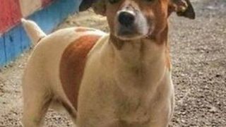 Mafia italiană a pus o recompensă de mii de euro pe capul acestui câine! Motivul pentru care îl vor mort