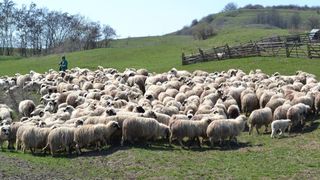 Autoritatile tac din nou! Boala oii nebune a bagat spaima in ciobanii care-si vad turmele decimate