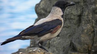 Cioara hoaţă, spaima portofelelor din Constanţa! &Icirc;naripata e vedeta &icirc;n zona cazinoului!