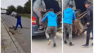 Hingherii din Eforie Nord surprinşi &icirc;n timp ce maltratează c&acirc;inii comunitari! Imagini inumane surprinse astăzi