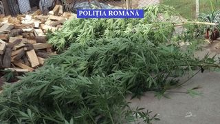Un bărbat din Baia Mare a fost reţinut pentru deţinere de droguri! Este incredibil unde au găsit procurorii plantaţia de cannabis