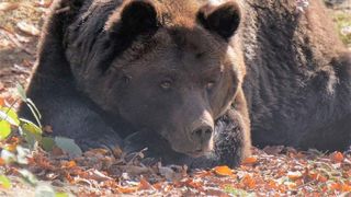 A murit Max, ursul de la poalele castelului Peleş! Bietul animal a fost chinuit toată viaţa de către stăpânii lui