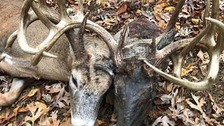 A v&acirc;nat un monstru. Cum arată cerbul cu două capete peste care l-a &icirc;mpuşcat un v&acirc;nător