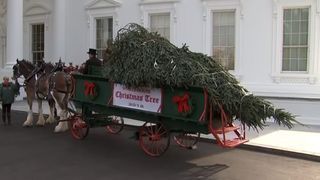 Pregătiri pentru Crăciun la Casa Albă! Donald Trump a &icirc;nt&acirc;mpinat bradul care urmează să fie &icirc;mpodobit &icirc;n reşedinţa prezidenţială