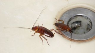 G&acirc;ndacii colcăie prin mai multe spitale din Rom&acirc;nia! Situaţia devine disperată pe zi ce trece!