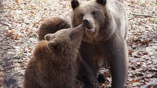 Grigore şi-a donat ziua de naştere urşilor de la Zărneşti, pentru care a str&acirc;ns 3000 de lei! &rdquo;Un băieţel de 12 ani a făcut un gest minunat pentru ursuleţii din Sanctuarul Libearty!&rdquo;