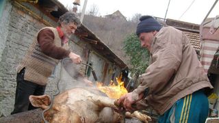 Ai tăiat porc la ţară? Ai nevoie de acest DOCUMENT ca să poţi să transporţi carnea