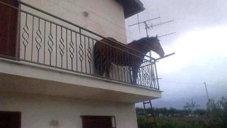 Cal la balcon. Imaginea zilei pe internet. Unde se &icirc;nt&acirc;mplă asta