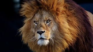 Care este ANIMALUL asociat Spiritului tău şi ce semnificaţie are pentru tine, &icirc;n funcţie de zodia ta