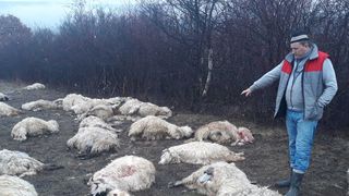 Măcel la Bistriţa Năsăud! 28 de oi au fost ucise după ce au fost atacate de 3 urşi! Ciobanii din zonă sunt disperaţi!