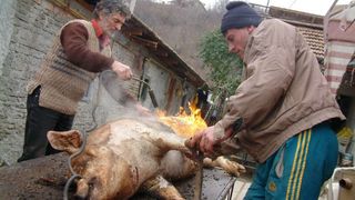 Alertă &icirc;n Rom&acirc;nia! Se cumpără porci &icirc;n zonele &icirc;n care este interzis prin lege acest lucru! Boala se vinde pe bani grei