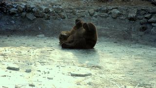 Cele mai frumoase imagini ale iernii! &rdquo;Dacă nu hibernează, urşii se tăvălesc prin zăpadă! Şi dacă mai au şi partener de joacă, totul se transformă &icirc;ntr-o veritabilă bulgăreală!&rdquo; FOTO