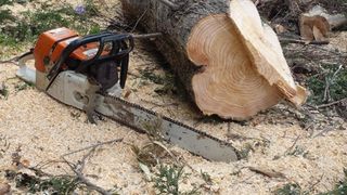 Raspunsul Gabrielei Firea in problema taierii copacilor