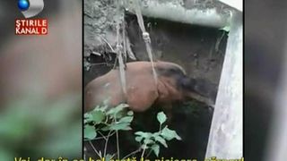 Ti se rupe sufletul. Un manz a fost salvat de cativa sateni dintr-o fantana, dupa ce pompierii au spus ca ei nu pot