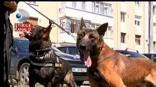 Tey, cainele politist incompetent, este scos la licitatie. Nu se pricepe sa fie politist, asa ca isi cauta familie