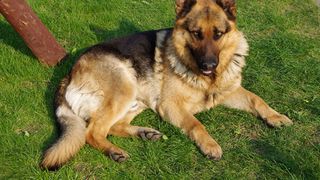 Scene incredibile in Irak! Un caine a speriat 50 de teroristi ISIS, care doreau sa atace soldatii britanici