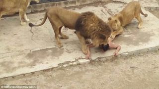 Scene infioratoare la o gradina zoologica. Un barbat a intrat in cusca leilor, insa nu el a fost ucis. Cei doi lei au fost omorati pentru a salva viata barbatului