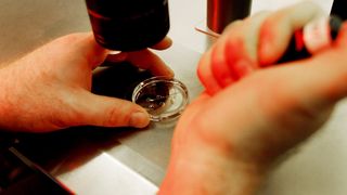 In numele stiintei! Guvernul olandez vrea sa dezvolte embrioni umani pentru cercetare!