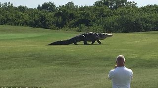 Un crocodil gigant a aparut pe un teren de golf din Florida