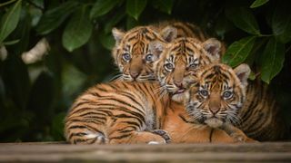 Cutremurator. Autoritatile au descoperit 40 de pui de tigri morti in celebrul Templu al tigrilor din Thailanda. Ce explicatii au dat membrii sanctuarului