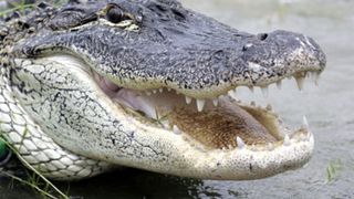 Baiatul infascat de un aligator in Orlando a fost gasit mort. Autoritatile sustin ca a murit inecat