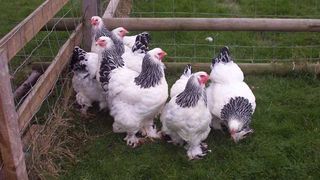 Bill Gates vrea sa doneze 100.000 de gaini tarilor sarace. Primul stat care refuza: "Cum poate sa creada ca traim ca acum 500 de ani?"